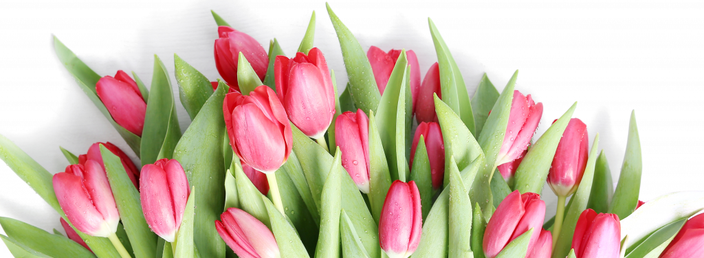 beautiful-bouquet-of-tulips.png beautiful-bouquet-of-tulips.png